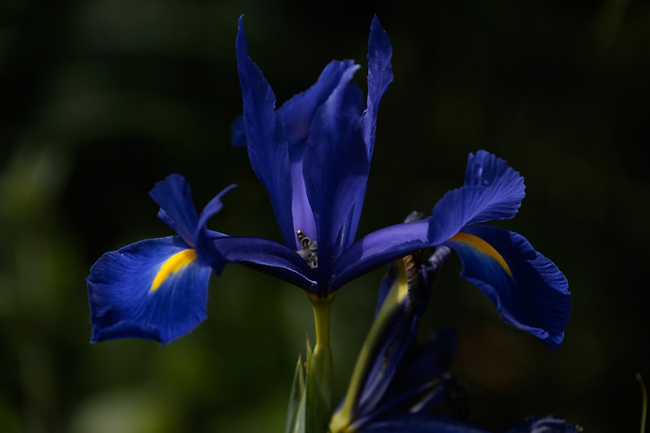 Jardin des Impressionnistes-MAI14-056